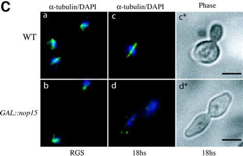 Yeast Nop15p Is An Rna‐binding Protein Required For Pre‐rrna Processing