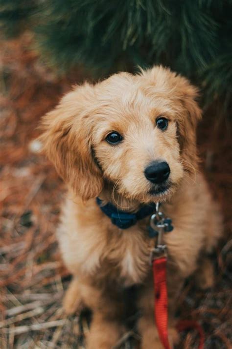 Cuánto tiempo puede vivir un perro con gusanos del corazón Dogo