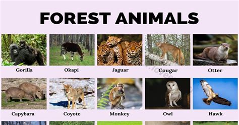 Forest Animals List