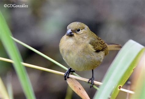 Corbatita N Sporophila Caerulescens Ecoregistros