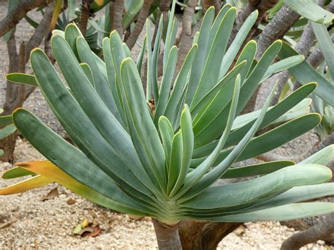 Aloe Plicatilis Kumara Plicatilis Fan Aloe Tenerife Bo Flickr