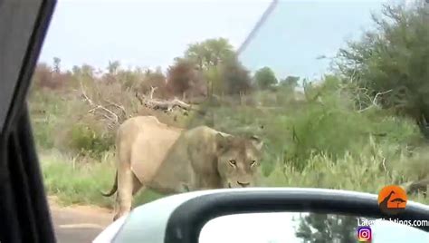 Kruger Parks Largest Lion Pride Ever Walking In Road Video Dailymotion