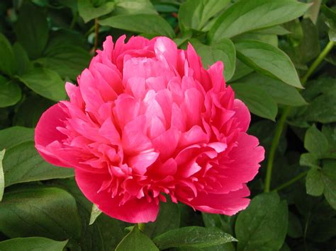 Peony Mary Jo LeGare Early Mid Green Works Specialist In Peonies