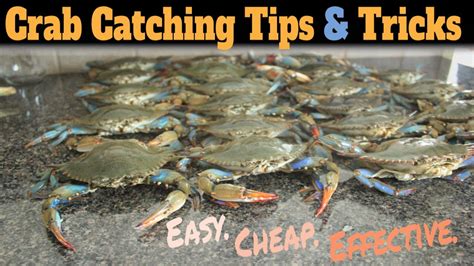 How To Catch Blue Crabs Easy Blue Crab Fishing Best Way To