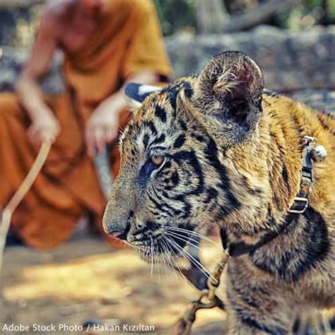 Over 40 Dead Cubs Found Tell Tiger Temple To Stop Exploiting Tigers