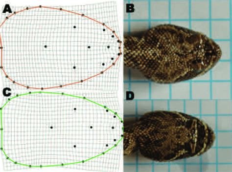 Comparison of head shape between Hopi and Prairie rattlesnake . a)... | Download Scientific Diagram