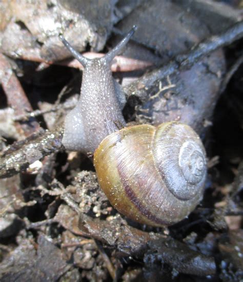 CCGP Helminthoglypta Tudiculata Southern California Shoulderband Snail