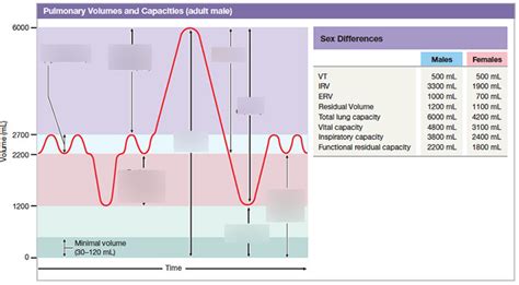 Lung Volumes And Capacities Chart