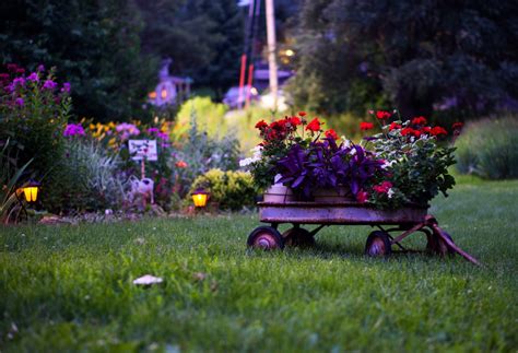 Free Images Grass Plant Lawn Meadow Flower Green Autumn