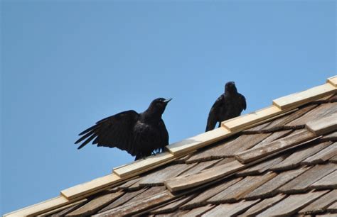 crow behavior