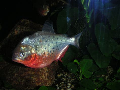 Megapiranha paranensis- der größte Piranha aller Zeiten | Bestiarium