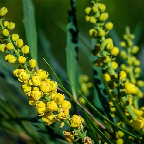 Mahonia euryeurybracteata 'Soft Caress'- Soft Caress Mahonia | Western