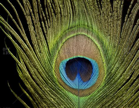 Peacock eye, peacock feather, close-up against black background stock ...