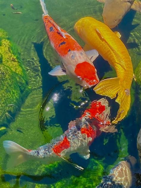 Pin By E V On Anime Claudia Koi Art Koi Painting Koi Fish Pond