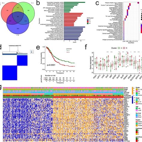 Identification Of Gene Subtypes Based On The Degs Of Download Scientific Diagram