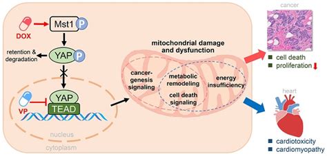 Hippo Pathway Activation Mediates Chemotherapy Induced Anti Cancer