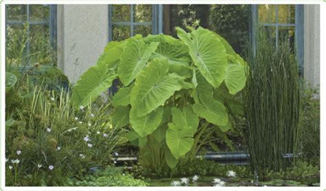 Growing Elephant Ears In Your Home And Garden Longfield Gardens