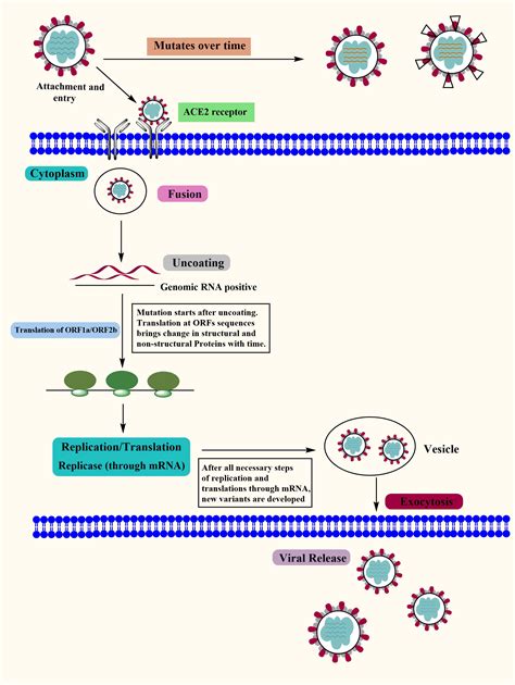 Frontiers An Overview Of Viral Mutagenesis And The Impact On