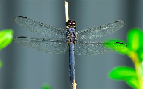 🔥 Free download 1680x1050 Blue dragonfly desktop PC and Mac wallpaper ...