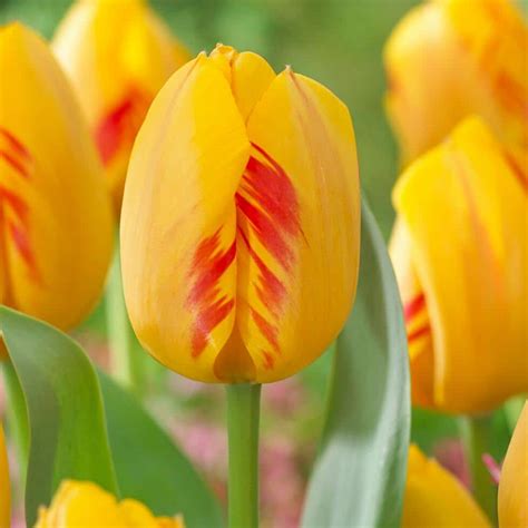 Garden State Bulb 12 Cm Darwin Hybrid Olympic Flame Tulip Flower Bulbs Bag Of 250 Ecf 71