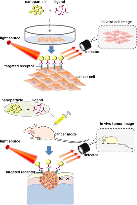 The Application Of Nanotechnology For In Vitro And In Vivo Bioimaging