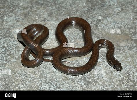 Indian Smooth Snake Coronella Brachyura Juvenile Non Venomous Rare