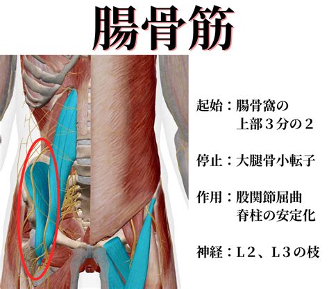 腸腰筋の機能解剖〜その役割と重要性について知ろう〜 フィジブログ