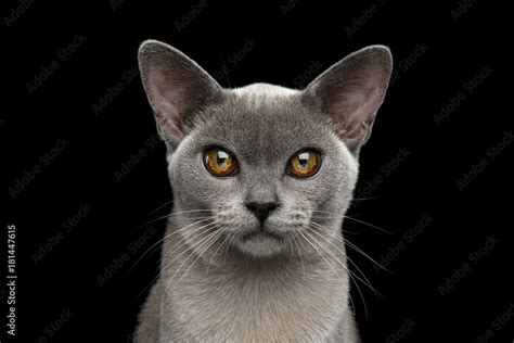 Burmese Cat Colours