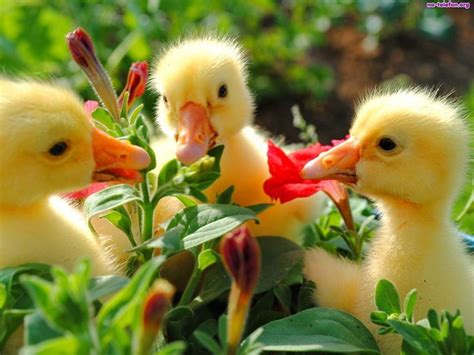 958 Best Animals With Flowers Images On Pinterest Animal Babies