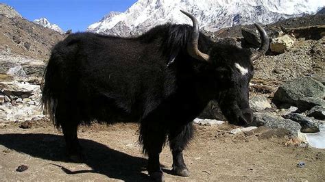 Himalayan Yak Food Animal Tag FSSAI Himalayan yak Scientific name benefits of yak milk | Zee ...