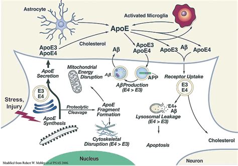 Role Of Apoe In Aβ Dependent And Aβ Independent Pathways On Ad