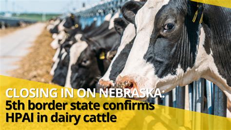 Closing In On Nebraska Th Border State Confirms Hpai In Dairy Cattle