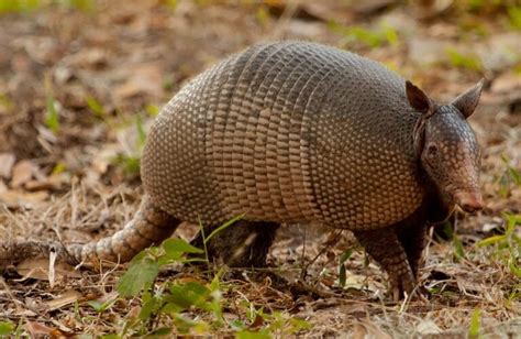 Armadillo Animal Information Mammal With A Shell