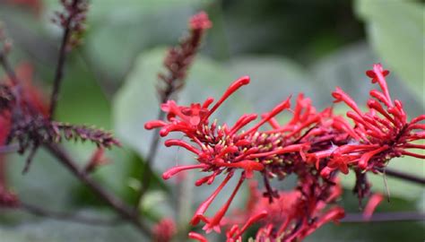 Odontonema Cuspidatum El Rincon Del Botanico