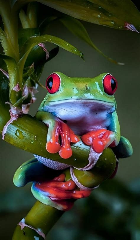 Wallace’s flying frog – Artofit