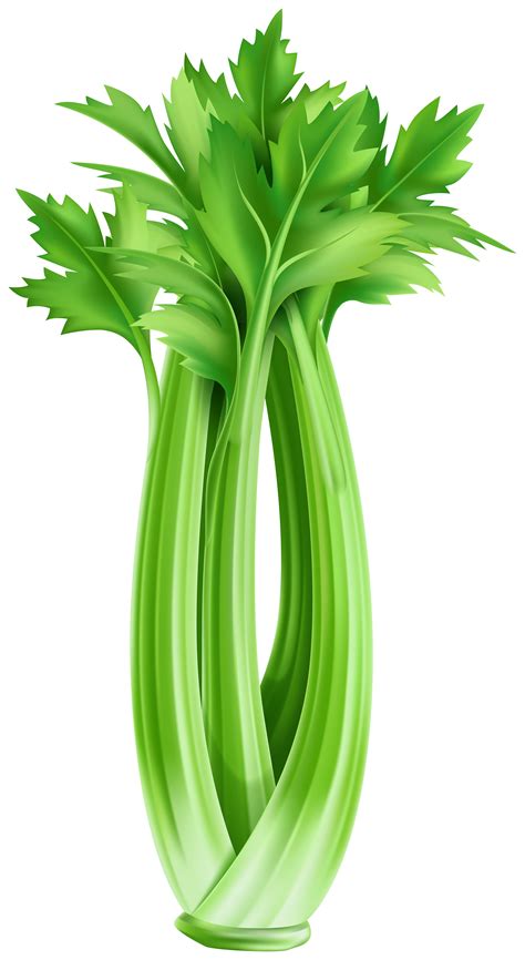 Celery Clipart Celery Transparent Free For Download On Webstockreview 2024