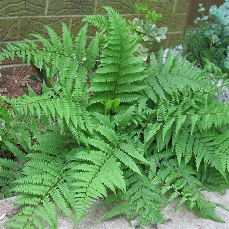 Athyrium filix-femina Lady Fern from Sandy's Plants