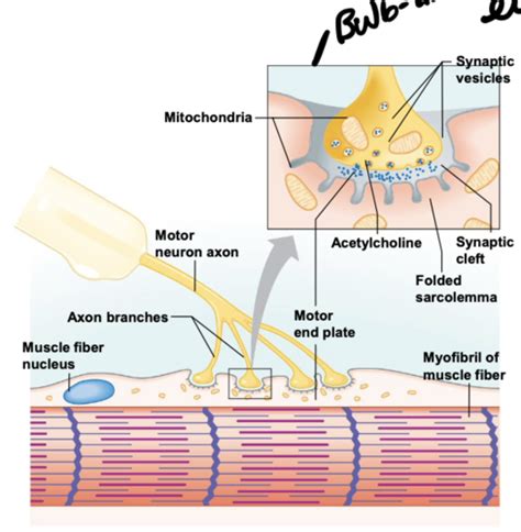 Lecture Nmj Molecular Basis Of Skeletal Muscle Contraction