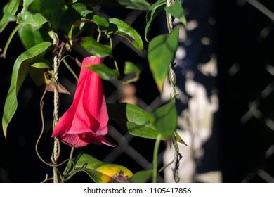 Chiles National Flower Copihue Stock Photo 1105417856 | Shutterstock