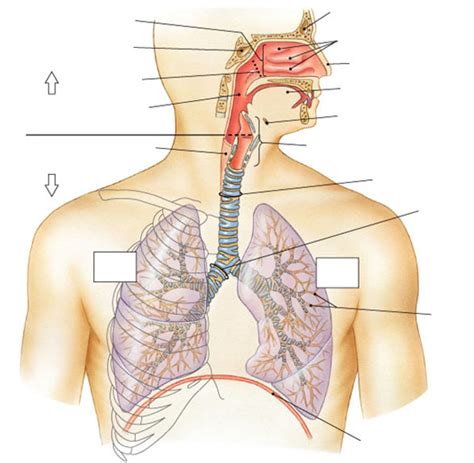 The Respiratory System ANATOMY Diagram Quizlet