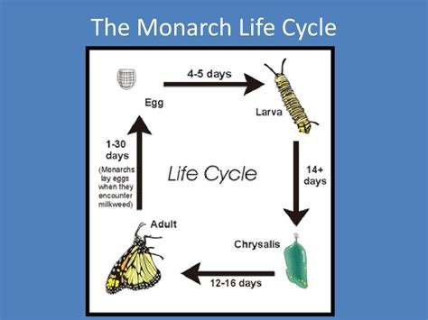 Monarch Butterfly Life Cycle Chart