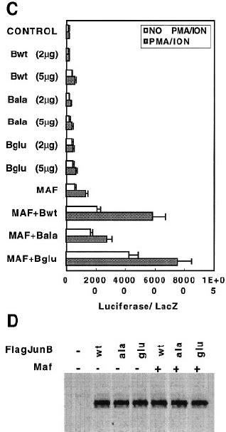 Junb Activates The Il 4 Promoter Synergistically With C Maf A Junb Download Scientific