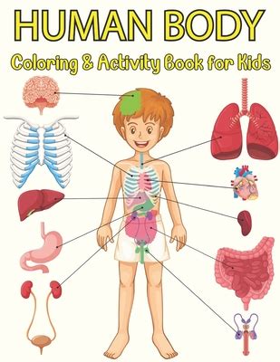 Human Anatomy Coloring Pages For Kids