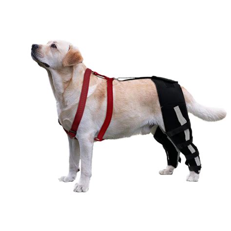 Luxating Patella Dog Knee Brace Kindlydogs