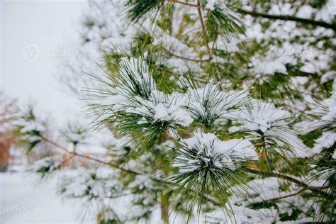 Branches of pine tree with snow 35370394 Stock Photo at Vecteezy