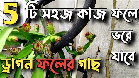 ১ বছরের ড্রাগন ফল গাছে দ্রুত ফুল আনার কৌশল।টবে সহজে ড্রাগন ফল চাষ পদ্ধতি।dragon Fruit Plant In