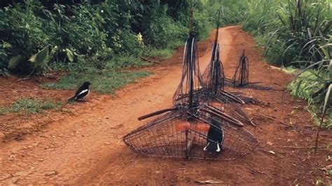 Mikat Kacer Di Pinggir Jalan Ke Kebun Youtube