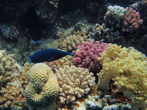 Snorkeling at Dahab's Blue Hole | Snorkeling in the Red Sea