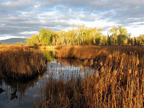 Wetlands Gallery Wetlanddynamics