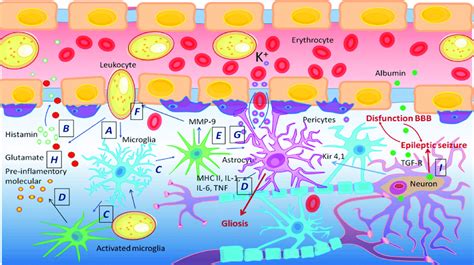 Blood Brain Barrier In Epilepsy A F Disruption Of The Bbb Induces